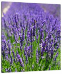 Mivali Tablou pe sticlă - lavanda, dintr-o bucată 30x30 cm pe sticlă (V020389V3030GD)
