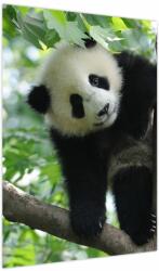 Mivali Tablou - Panda in copac, dintr-o bucată 50x70 cm (V023757V5070)