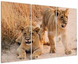 Mivali Tablou cu pui de leu, din trei bucăți 120x80 cm (V020929V120803PCS)