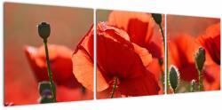 Mivali Tablou cu flori de maci, din trei bucăți 120x40 cm (V020267V12040)