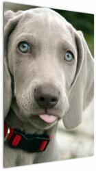 Mivali Tablou - cățeluș weimaraner, dintr-o bucată 60x90 cm (V020570V6090)