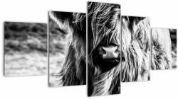 Mivali Tablou - Highland - vacă scoțiană, din cinci bucăți 150x80 cm (V023574V150805PCS)