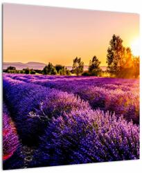 Mivali Tablou cu câmp de lavanda, dintr-o bucată 50x50 cm (V020540V5050)