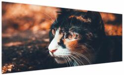 Mivali Tablou - Privirea pisicii, dintr-o bucată 250x125 cm (V022578V250125)