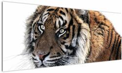 Mivali Tablou cu tigrul, dintr-o bucată 145x58 cm (V021143V14558)