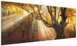Mivali Tablou - Lumina de toamnă, dintr-o bucată 145x58 cm (V023856V14558)