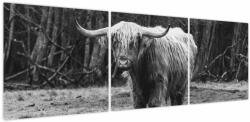 Mivali Tablou - Vacă scoțiană 3, alb-negru, din trei bucăți 150x50 cm (V024127V15050)