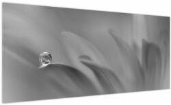 Mivali Tablou - Picătură pe floare, alb-negru, dintr-o bucată 100x40 cm (V024133V10040)