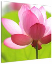 Mivali Tablou cu flori de lotus, dintr-o bucată 70x70 cm (V021697V7070)