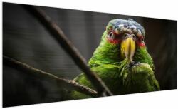 Mivali Tablou cu papagal, dintr-o bucată 250x125 cm (V020325V250125)
