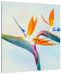 Mivali Tablou pe sticlă cu floarea Strelicie, dintr-o bucată 40x40 cm pe sticlă (V021628V4040GD)