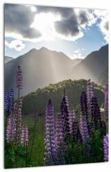 Mivali Tablou - scenariu cu flori de Lupin, dintr-o bucată 30x40 cm (V021566V3040)