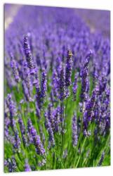 Mivali Tablou - lavanda, dintr-o bucată 30x40 cm (V020389V3040)