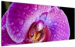 Mivali Tablou detailat cu floare de orhidee, dintr-o bucată 120x50 cm (V020314V12050)