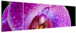 Mivali Tablou detailat cu floare de orhidee, din trei bucăți 170x50 cm (V020314V17050)