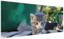 Mivali Tablou cu pisicuțe, dintr-o bucată 250x125 cm (V020380V250125)