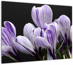 Mivali Tablou pe sticlă - Crocus violet, dintr-o bucată 70x50 cm pe sticlă (V022589V7050GD)