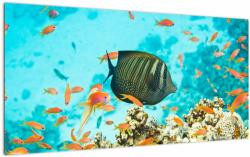 Mivali Tablou pe sticlă lumii submarine, dintr-o bucată 100x50 cm pe sticlă (V022109V10050GD)