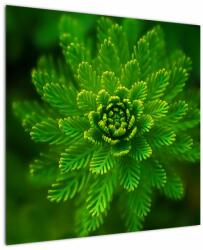 Mivali Tablou cu coniferi, dintr-o bucată 70x70 cm (V020960V7070)