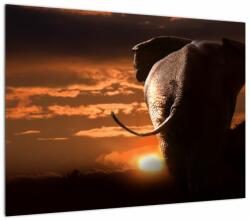 Mivali Tablou cu elefant, dintr-o bucată 70x50 cm (V020517V7050)