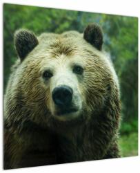Mivali Tablou cu ursul, dintr-o bucată 70x70 cm (V020185V7070)