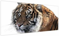 Mivali Tablou cu tigrul, dintr-o bucată 200x100 cm (V021143V200100)