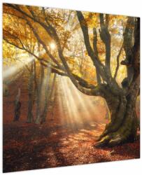 Mivali Tablou - Lumina de toamnă, dintr-o bucată 70x70 cm (V023856V7070)