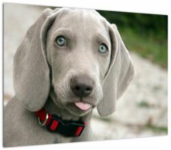 Mivali Tablou pe sticlă - cățeluș weimaraner, dintr-o bucată 70x50 cm pe sticlă (V020570V7050GD)
