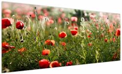 Mivali Tablou cu maci, dintr-o bucată 250x125 cm (V021771V250125)