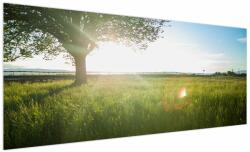 Mivali Tablou - Copac în câmp, dintr-o bucată 250x125 cm (V022542V250125)