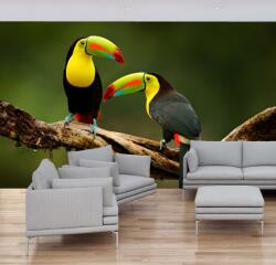 Mivali Fototapet - Tucano, vlies, 98x68 cm (T100111TQ2)