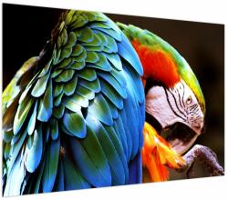 Mivali Tablou - Papagal, dintr-o bucată 100x70 cm (V023694V10070)