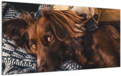 Mivali Tablou pe sticlă cu câini dormind, dintr-o bucată 100x50 cm pe sticlă (V020897V10050GD)