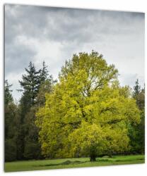 Mivali Tablou pe sticlă - Copac verde în câmp, dintr-o bucată 40x40 cm pe sticlă (V022540V4040GD)