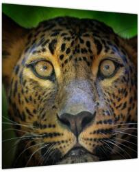 Mivali Tablou - Portretul leoparduslui, Sri Lanka (V021762V5050)