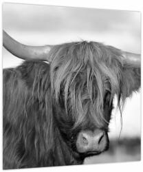 Mivali Tablou - Vacă scoțiană 2, alb-negru, dintr-o bucată 40x40 cm (V024117V4040)