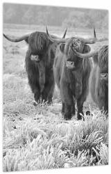 Mivali Tablou - Vaci scoțiene, alb-negru, dintr-o bucată 30x40 cm (V024125V3040)
