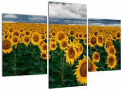 Mivali Tablou câmpului de floarea soarelui, din trei bucăți 90x60 cm (V020662V90603PCS)