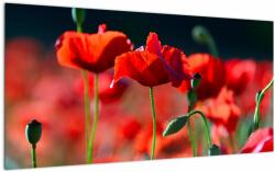 Mivali Tablou pe sticlă - flori de maci, dintr-o bucată 100x50 cm pe sticlă (V020302V10050GD)