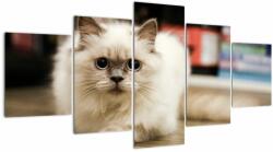 Mivali Tablou cu pisica albăr, din cinci bucăți 150x80 cm (V021124V150805PCS)