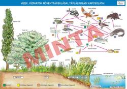 Comenius Vizek, vízpartok növénytársulásai, táplálkozási kapcsolatai (CM-1375)