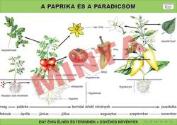 Comenius A paprika és a paradicsom (CM-1232)