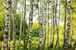  Nyírfa erdő, poszter tapéta 375*250 cm (MS5-0094)