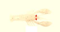 Mustad Mezashi Rock Lobster 7.5cm 6g Pearl White (F1.M.MRL.PW.3.6)