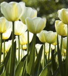  Fehér tulipánok, poszter tapéta 225*250 cm (MS-3-0127)