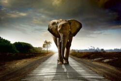  Elefánt az úton, poszter tapéta 375*250 cm (MS-5-0225)