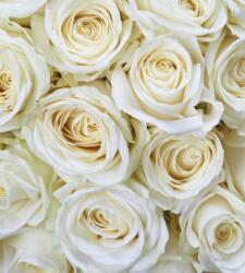  Fehér rózsafejek, poszter tapéta 225*250 cm (MS-3-0137)