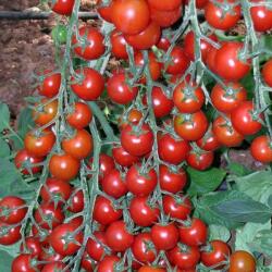 YUKSEL Seminte de tomate YENICERI F1, 250 seminte, YUKSEL (HCTG01781)
