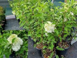 Ragyogás IM Kft Fehér-rózsaszín Bugás Hortenzia-hydrangea Paniculata Bianco Rosato