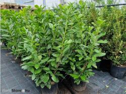 Ragyogás IM Kft Babérmeggy Cserje-prunus Laurocerasus Novita - plantstore - 3 800 Ft